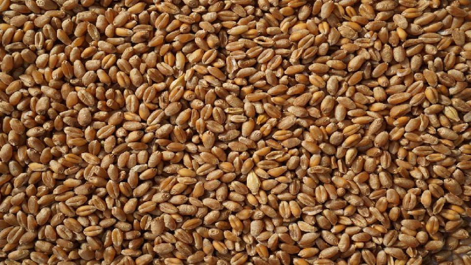 eksport ziarna zbóż pszenica