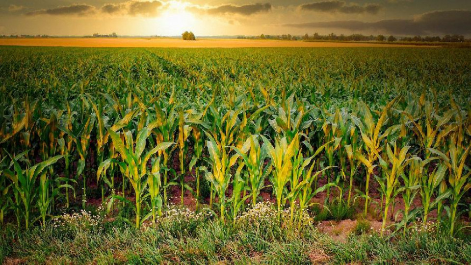 nawożenie kukurydzy azot