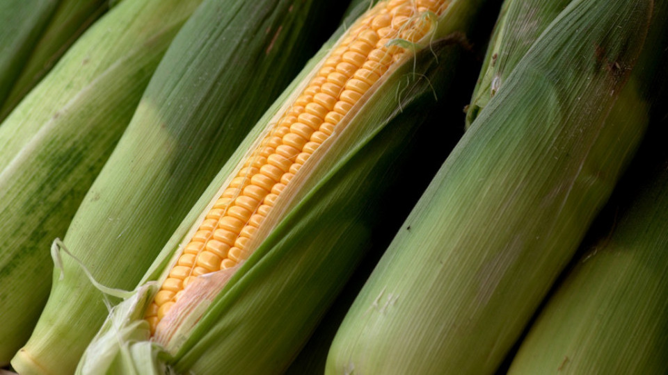 Przygotowanie stanowiska pod kukurydze 