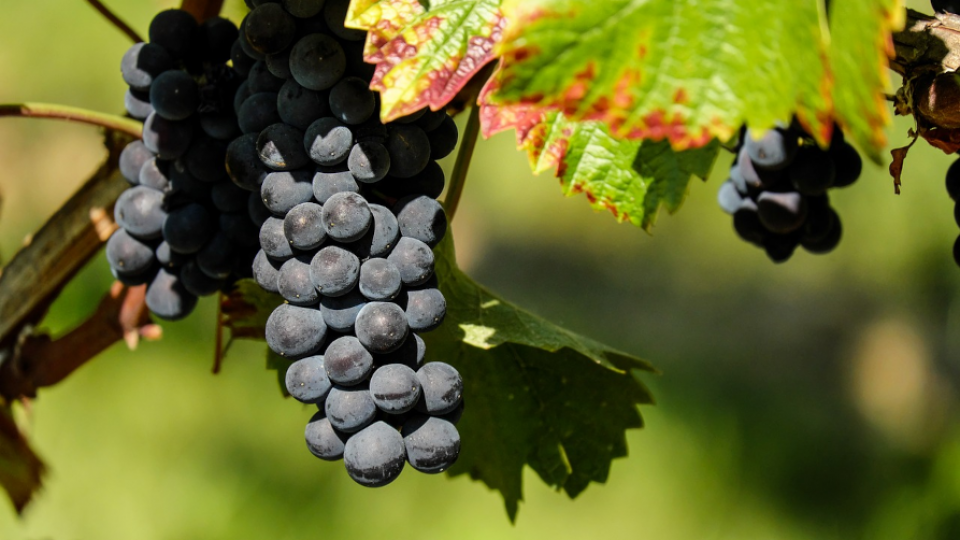 ustawa o wyrobach winiarskich