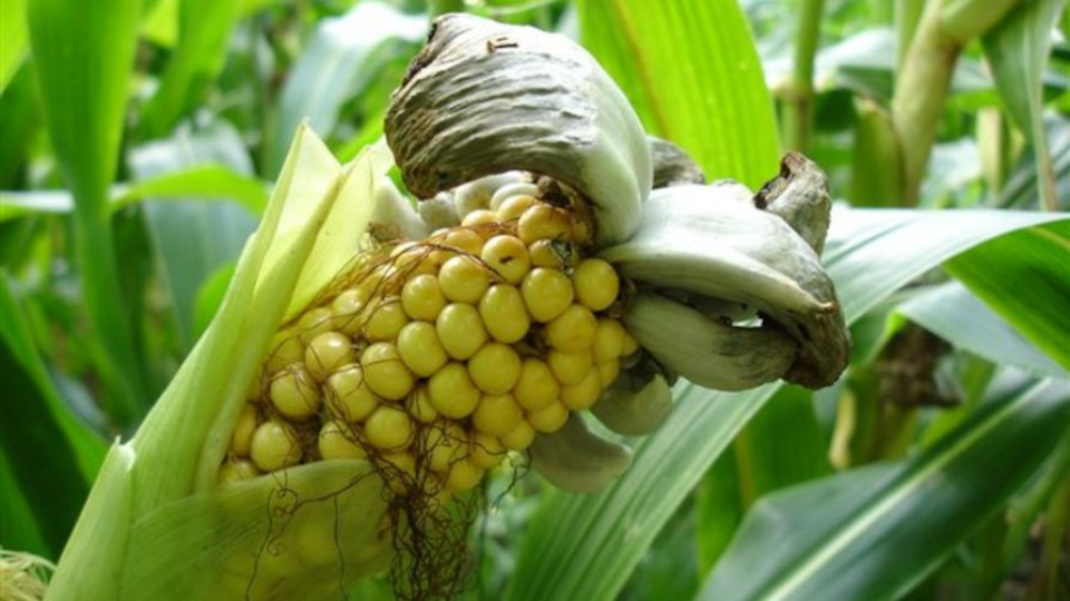 Głownia guzowata kukurydzy 002