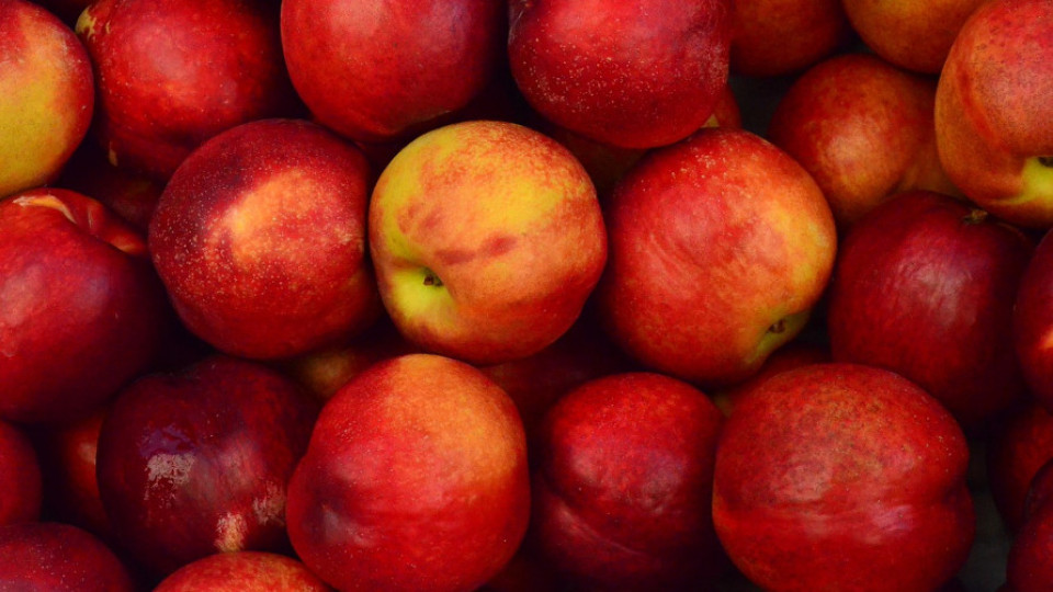 regulowanie owocowania jabłoni