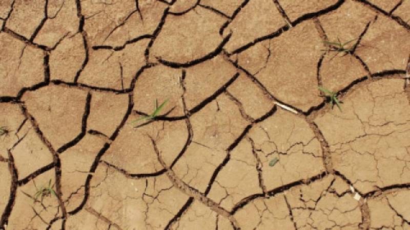 Minister apeluje o zgłaszanie strat z powodu suszy do końca przyszłego tygodnia
