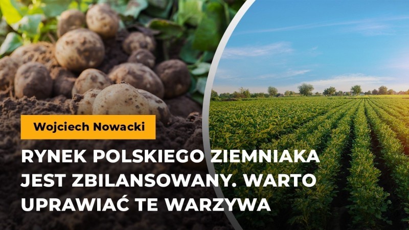 Rynek polskiego ziemniaka