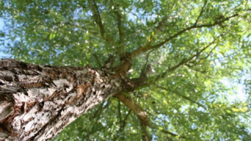 Normalizacja przepisów o wycince drzew możliwa