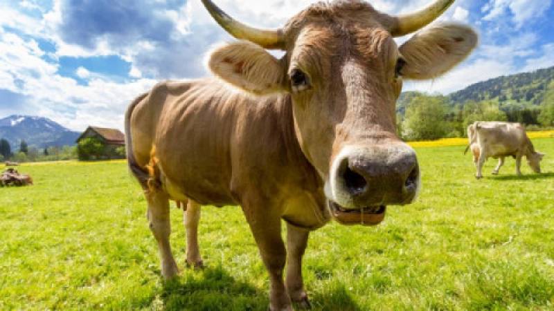 COPA-COGECA: CETA i TTIP wywrą negatywny wpływ na sektor rolno-spożywczy w UE