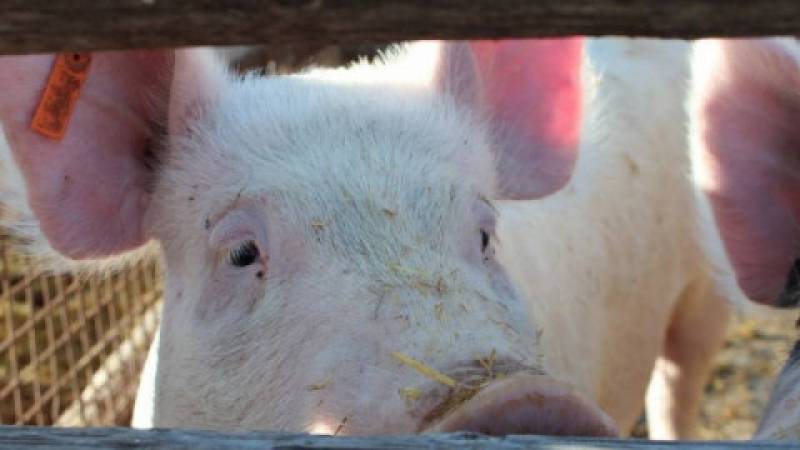 Świadectwa zdrowia dla wszystkich transportów świń