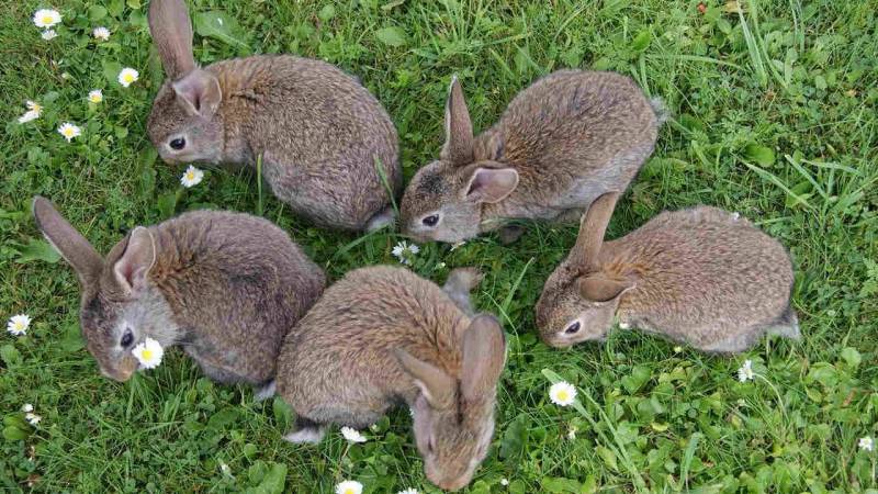 ile lat żyje królik?