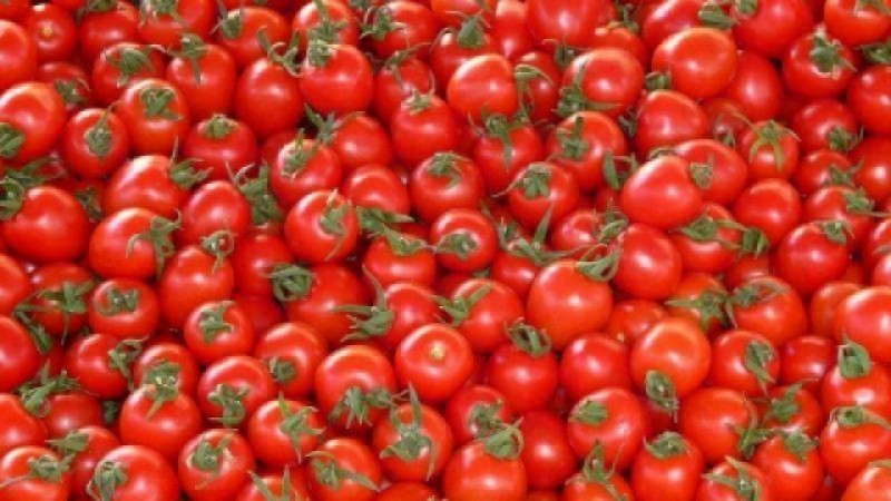 najmniejsze pomidory na świecie