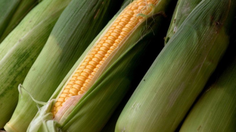 Ukraińska kukurydza