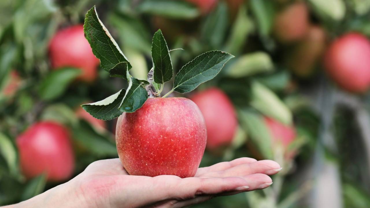 Polscy eksporterzy jabłek w tarapatach. Winna wojna na Ukrainie