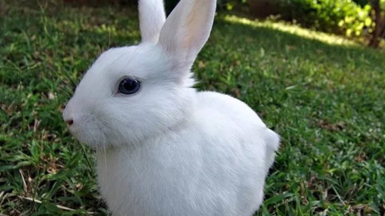 Biały królik wiedeński