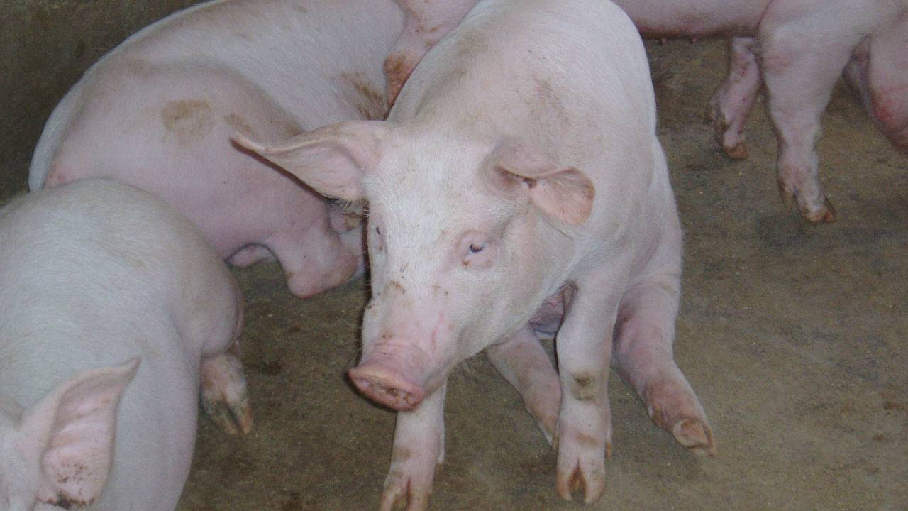Choroba Aujeszkyego To Groźna Choroba Wirusowa Atakująca świnie 4225
