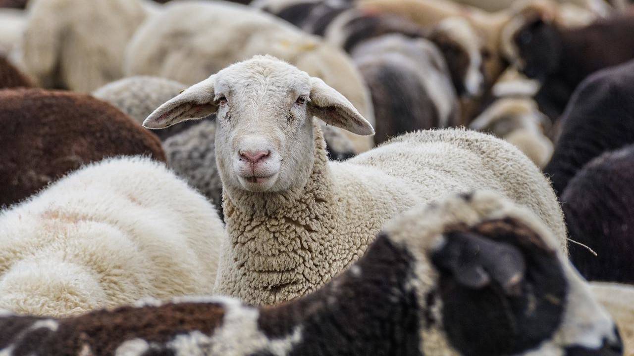 handel żywymi owcami