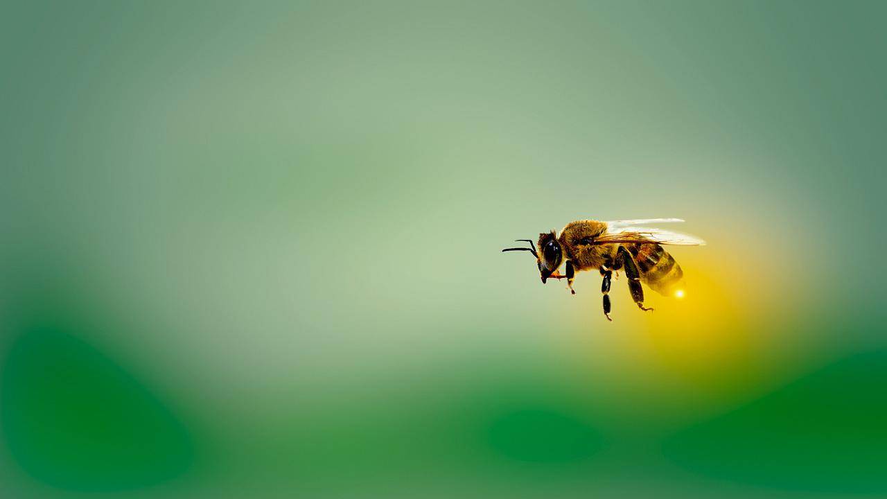 Pszczoła środkowoeuropejska