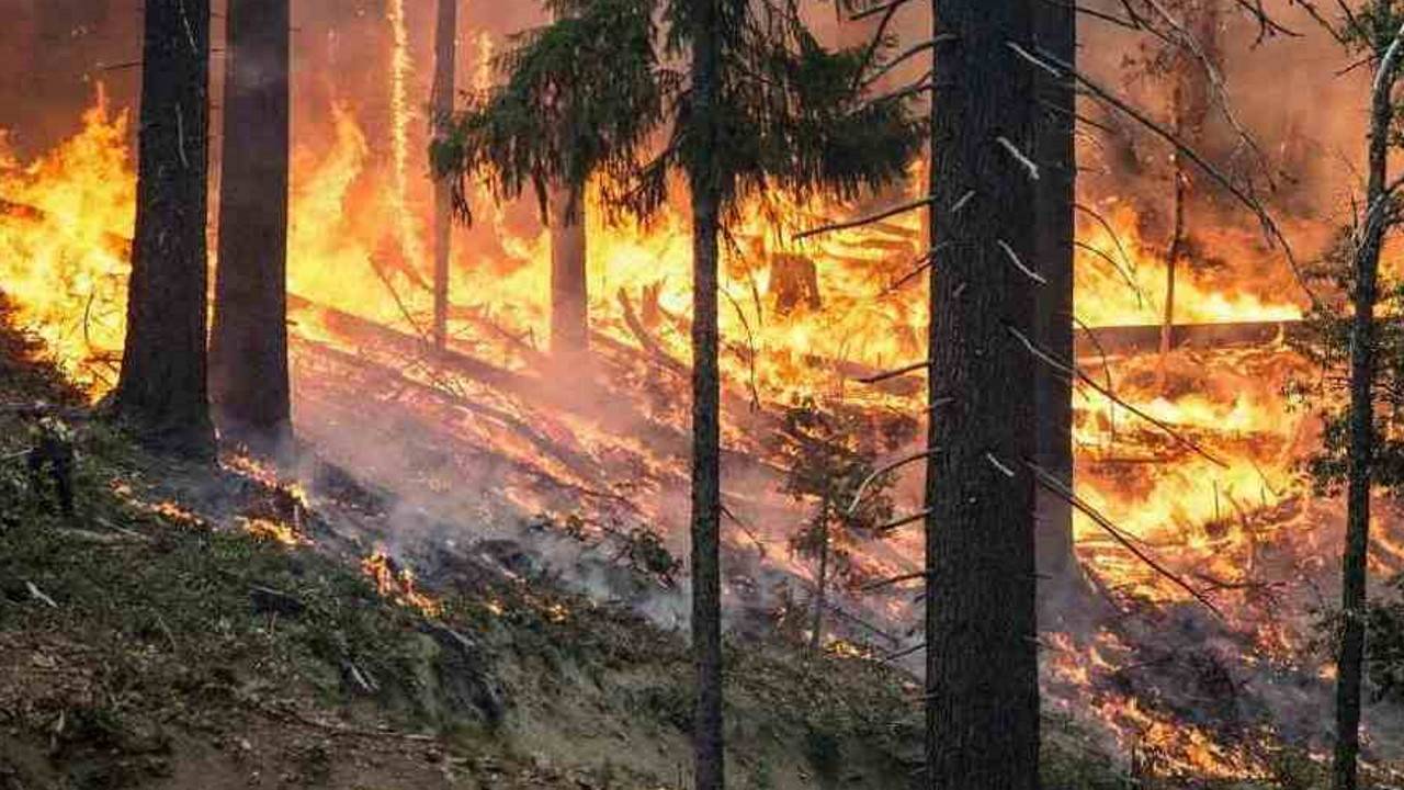 pożary lasów