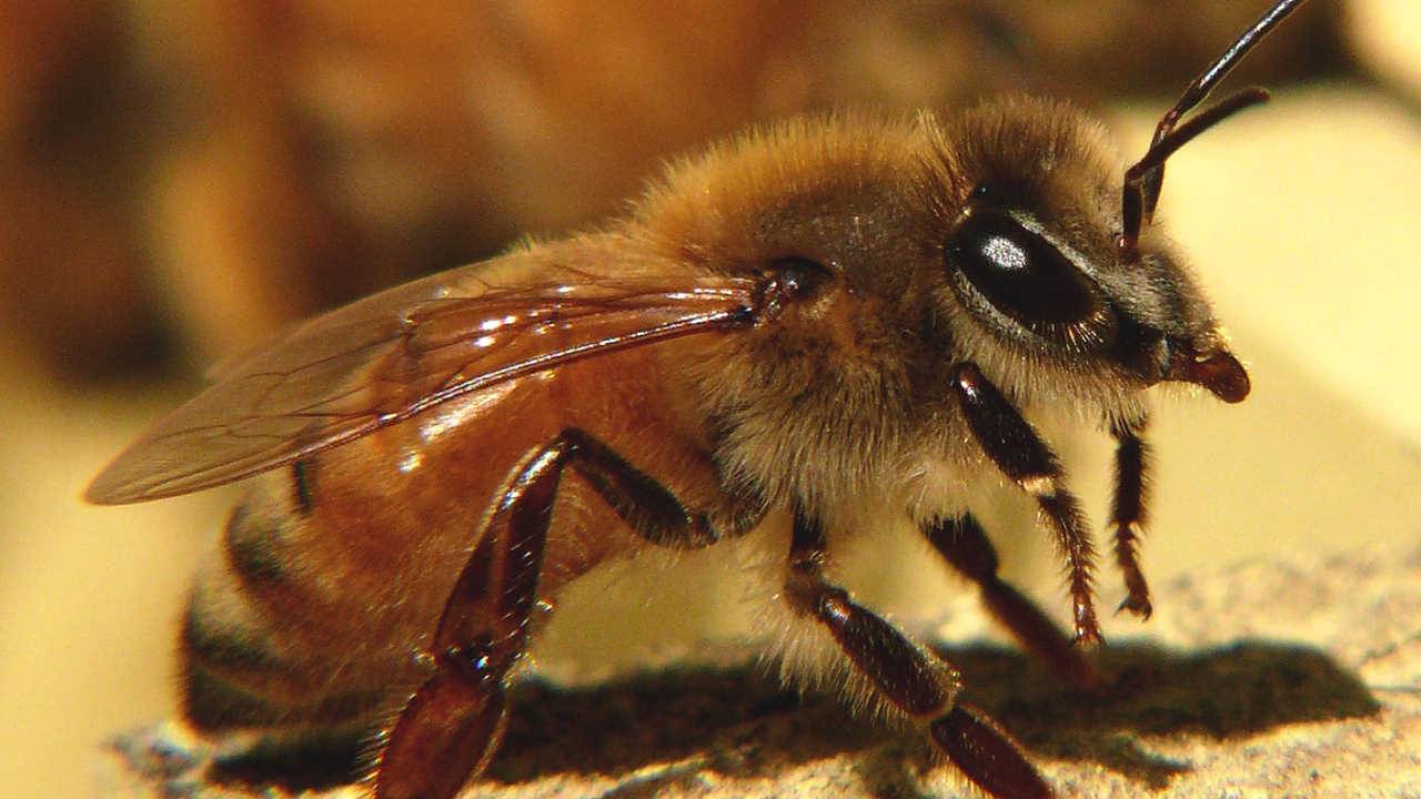 Pszczoła włoska