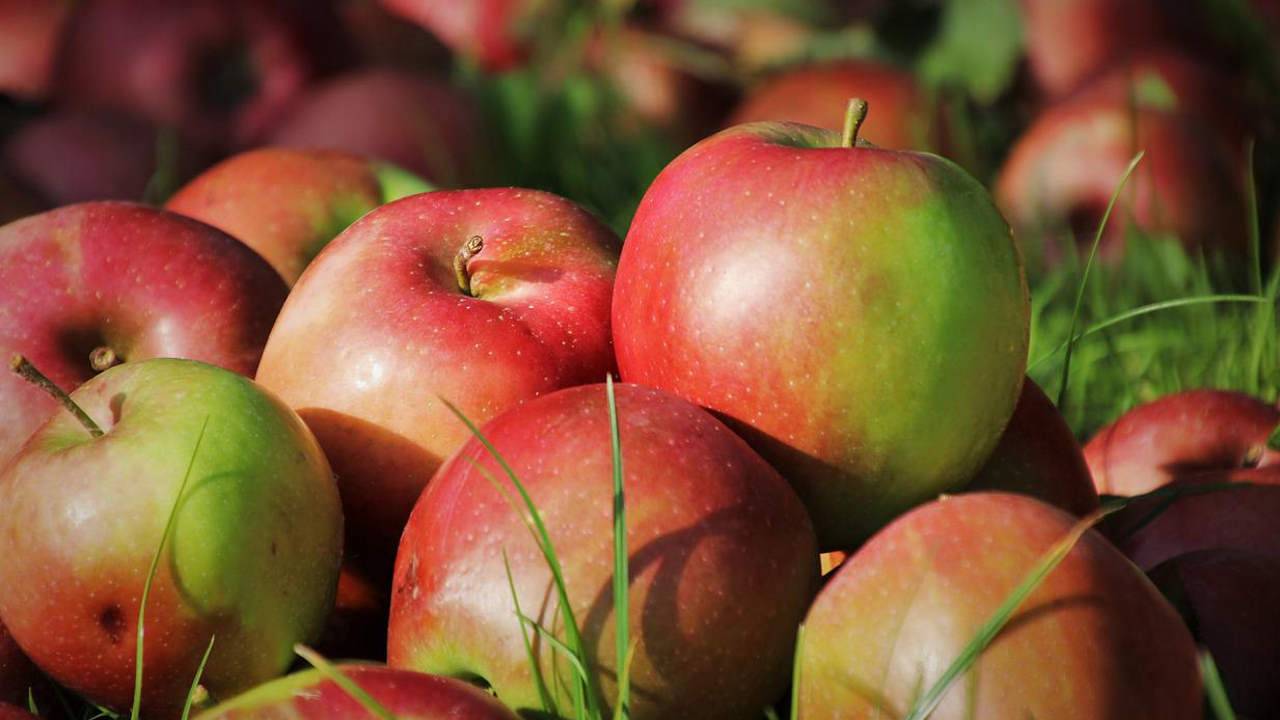 Rynek jabłek w USA