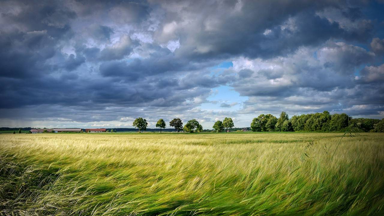 zboża