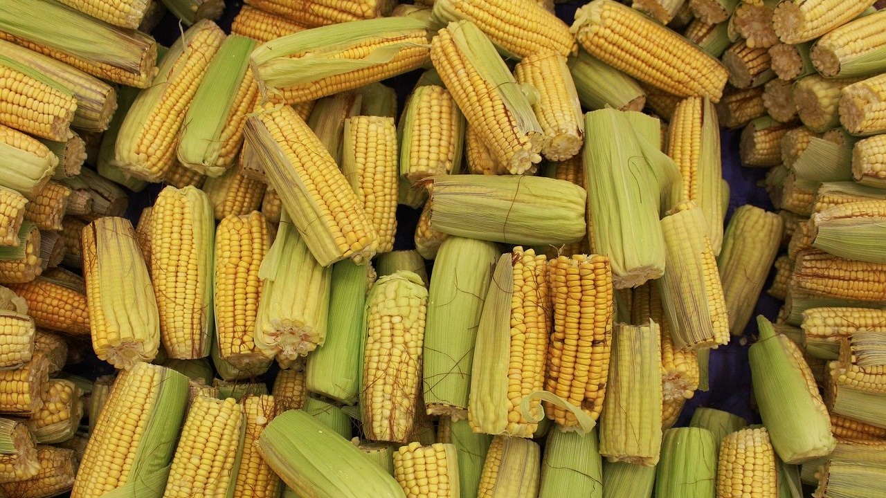 Zakiszanie kukurydzy