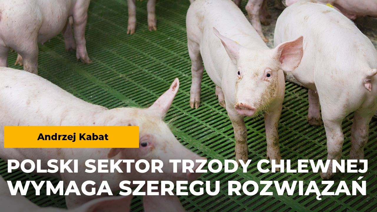 sektor trzody chlewnej