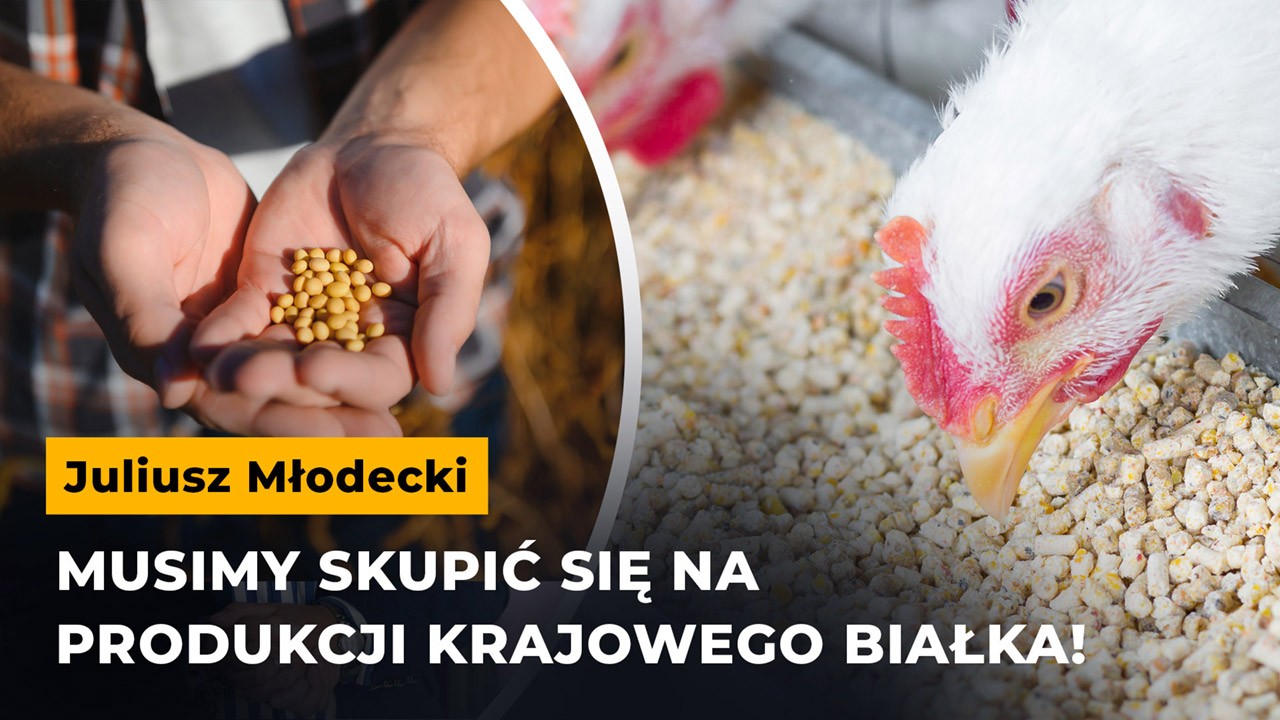 Zakaz pasz GMO