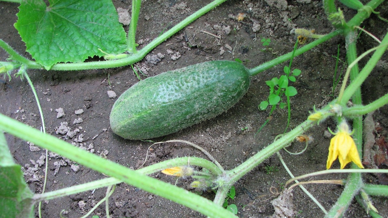 Ogórki