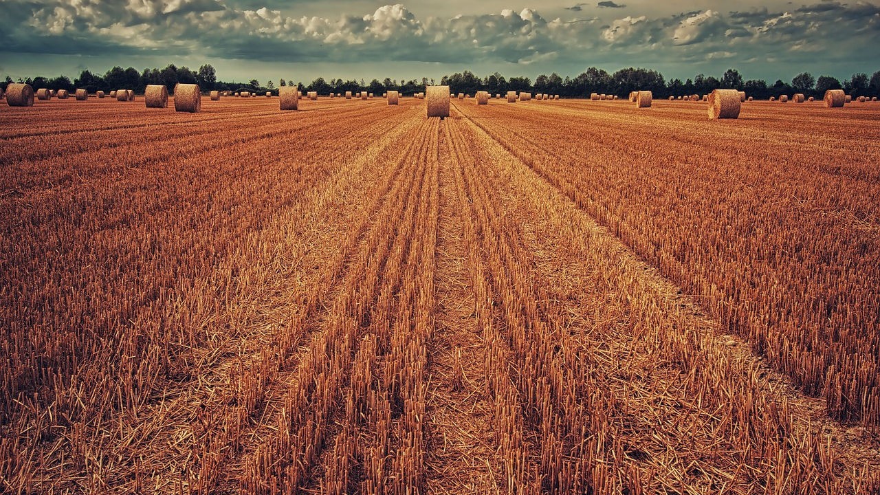 Tarcza Rolna