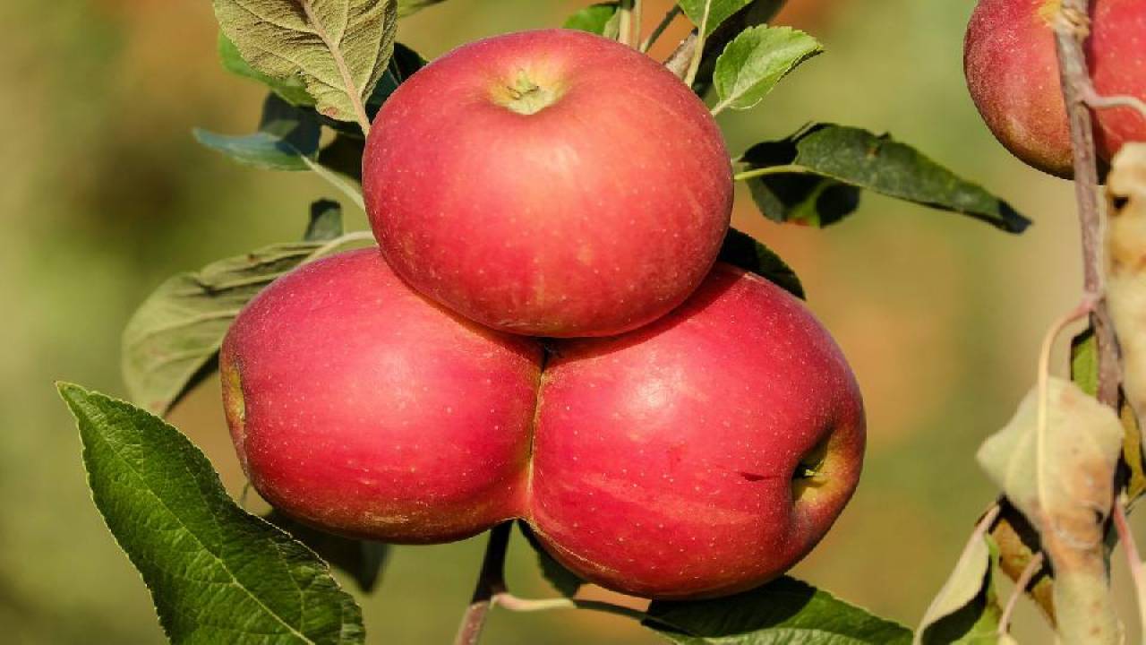 produkcja jabłek Polska