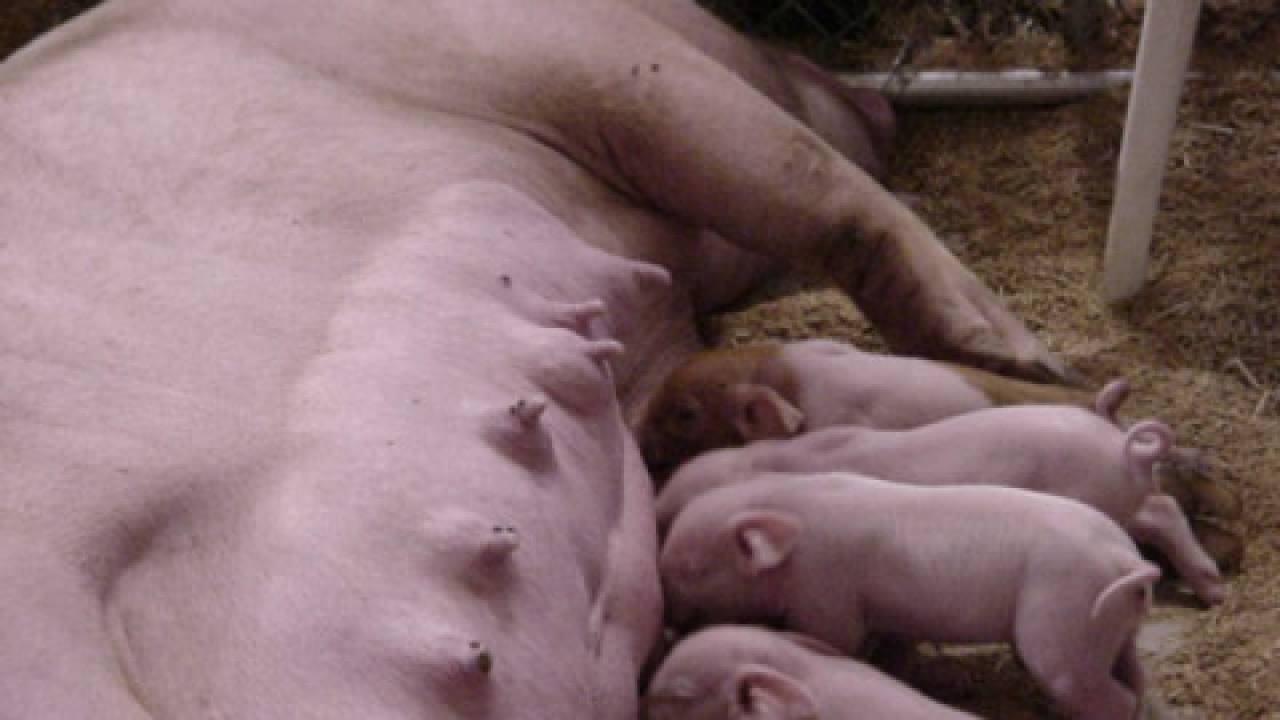 Rosja nie miała prawa zablokować importu świń i wieprzowiny