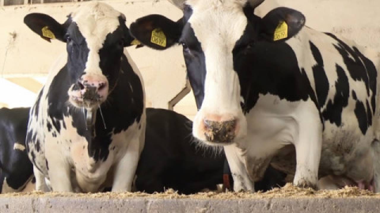 Co dalej z kryzysem na rynku mleka?