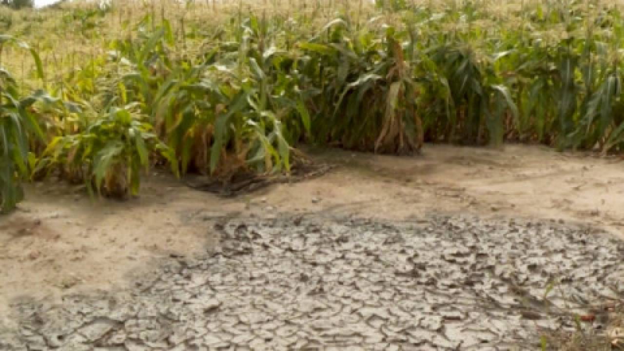 Polski rolnik w nierównej walce z suszą