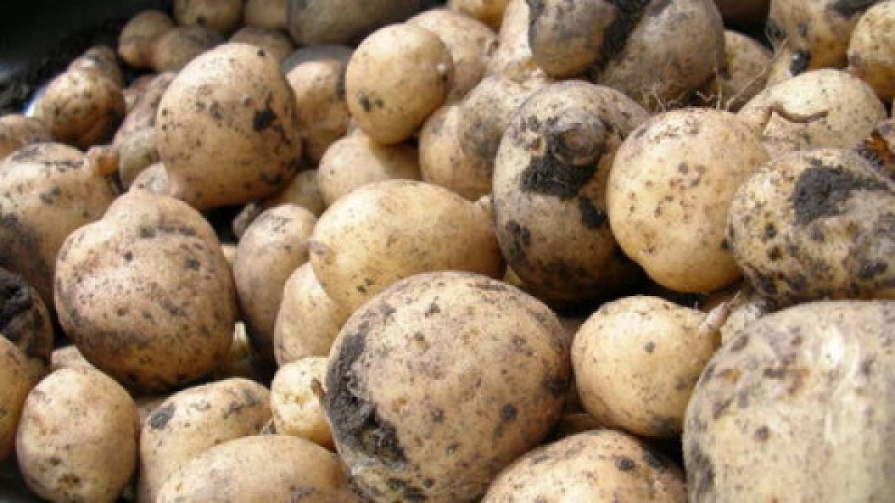 Rekordowe zbiory ziemniaków