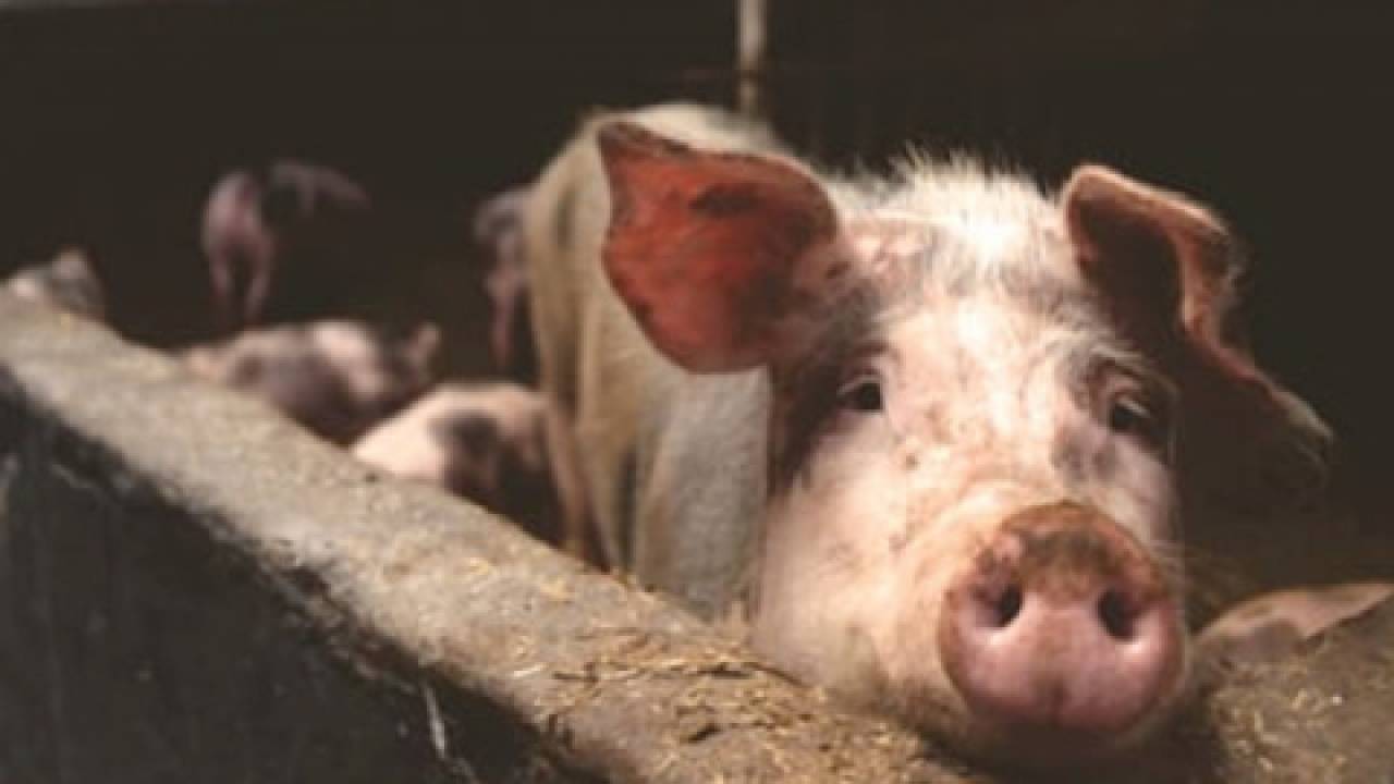 Jeszcze silniejsze wsparcie dla producentów świń. Walka z ASF trwa