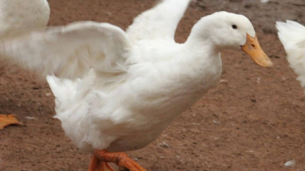 Ptasia grypa uderzyła na francuskiej fermie! 2 tys. martwych kaczek
