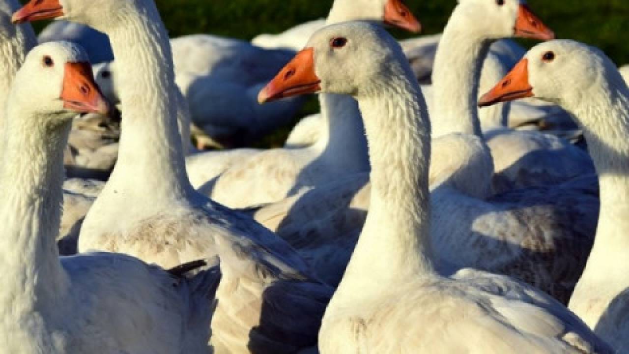Wirus wysoce zjadliwej grypy ptaków (HPAI) w Polsce?