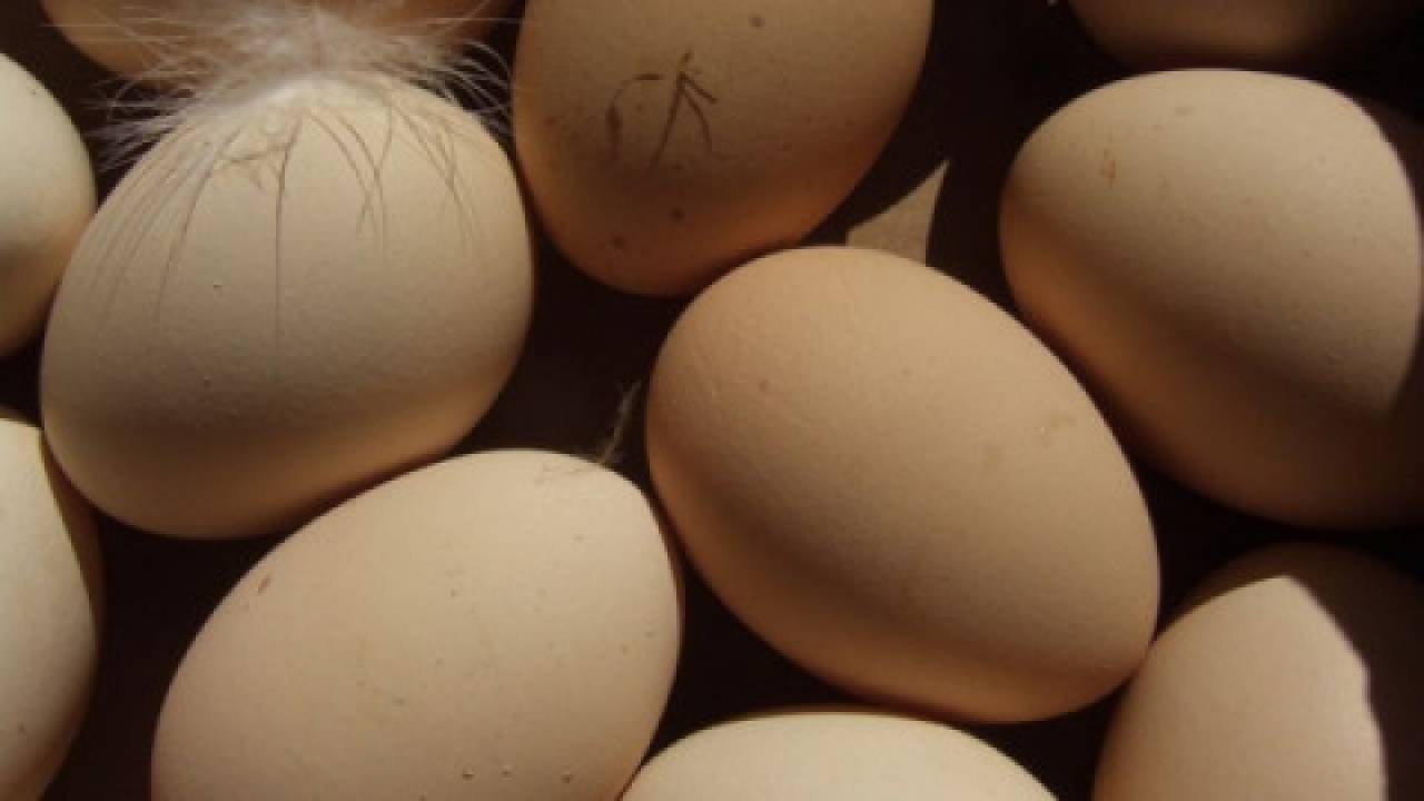 Kanada otwiera rynek na produkty jajeczne z UE