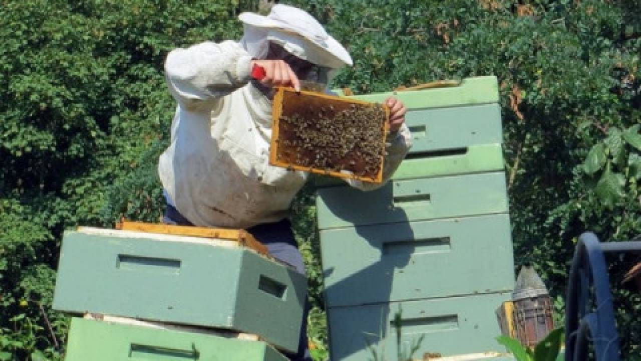 Pszczelarz ukradł drugiemu pszczelarzowi... pszczoły