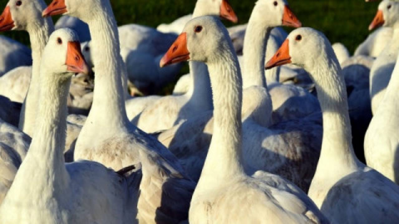 Nowe przepisy prawne dotyczące ptasiej grypy
