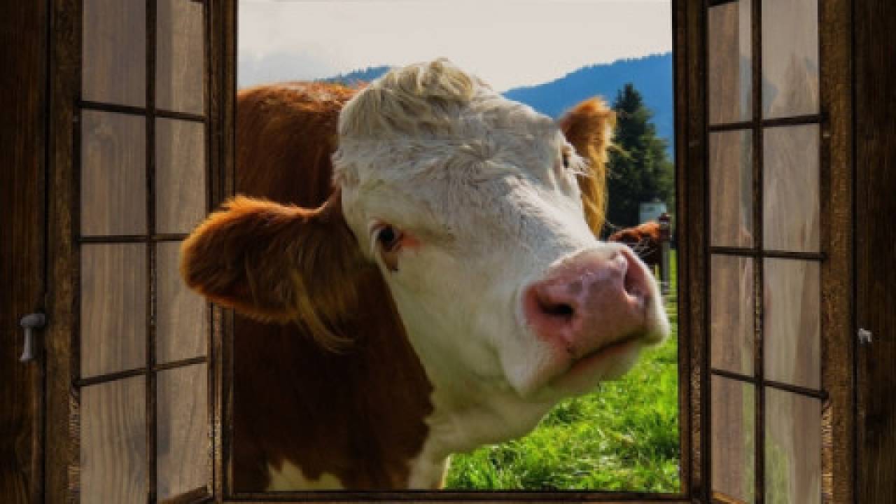 Ekologiczna hodowla bydła – nowy pomysł dla małych gospodarstw