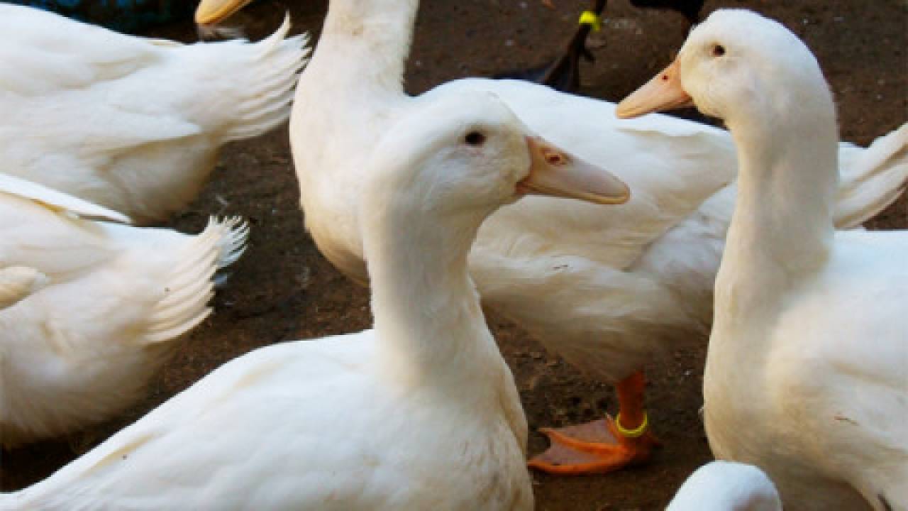 Francja: Masowy ubój kaczek i gęsi. Aż 800 tys. ptaków do utylizacji!