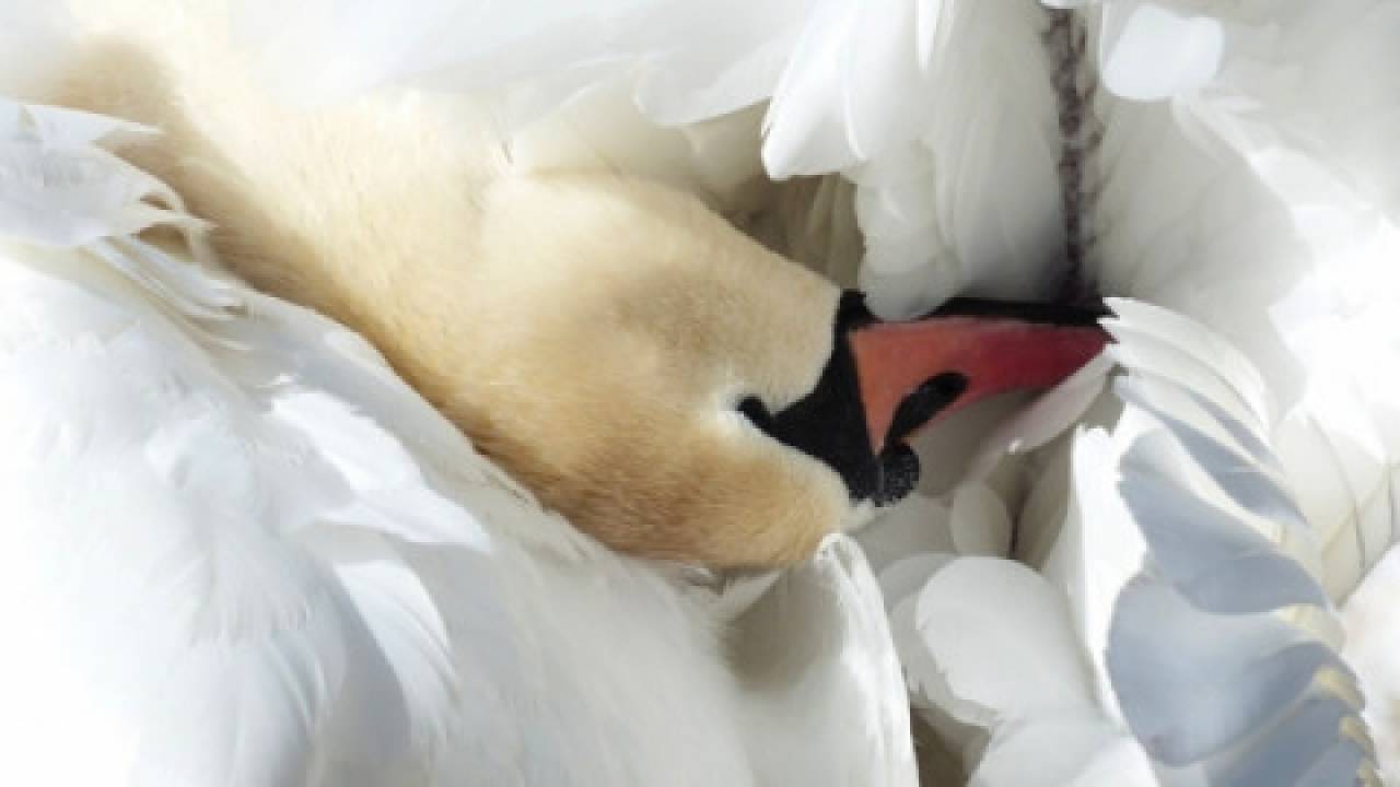 H5N8 u dzikich ptaków. Dwa nowe przypadki w Polsce