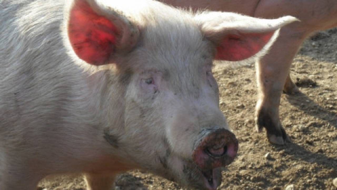 Jak nie świnia, to co? Restrukturyzacja gospodarstw poszkodowanych w wyniku wystąpienia ASF