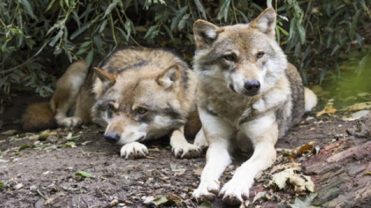 Polowania zagrożeniem dla wilków w Polsce
