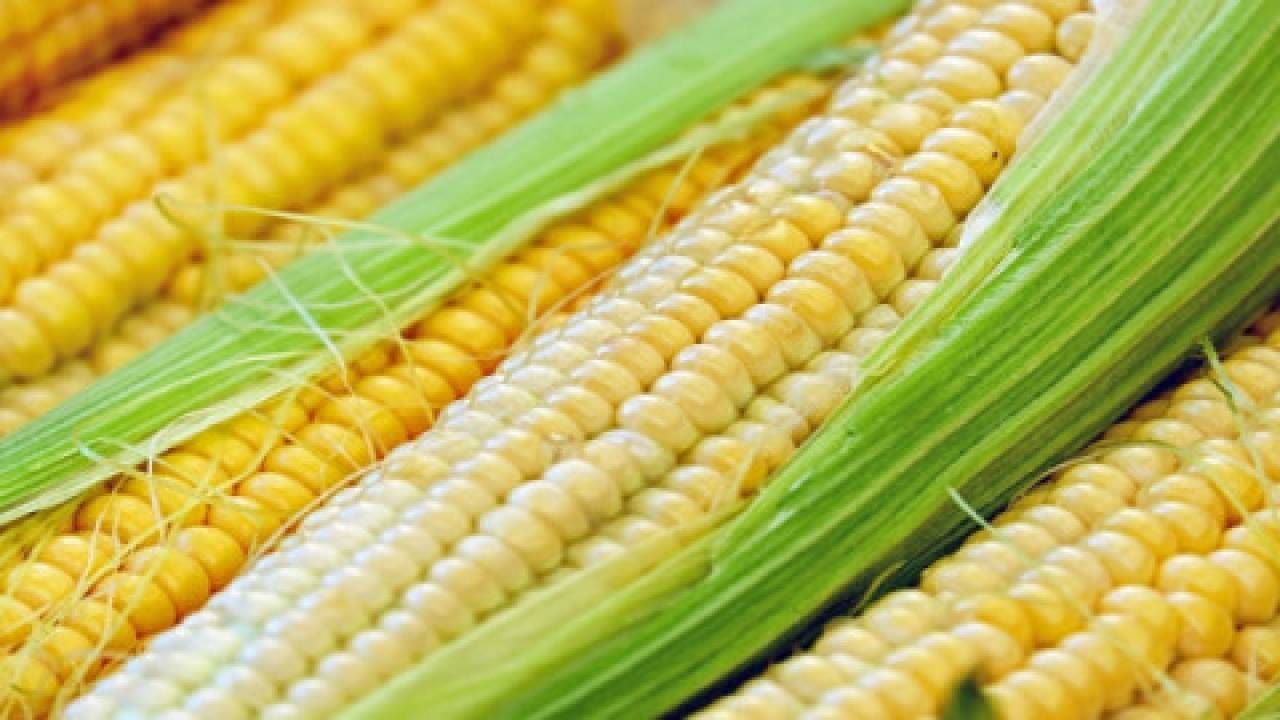 Pora na siew kukurydzy: czy warto siać w zimną glebę?