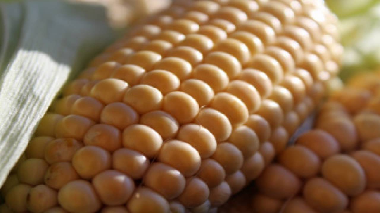 Rozprawa z kukurydzą GMO 
