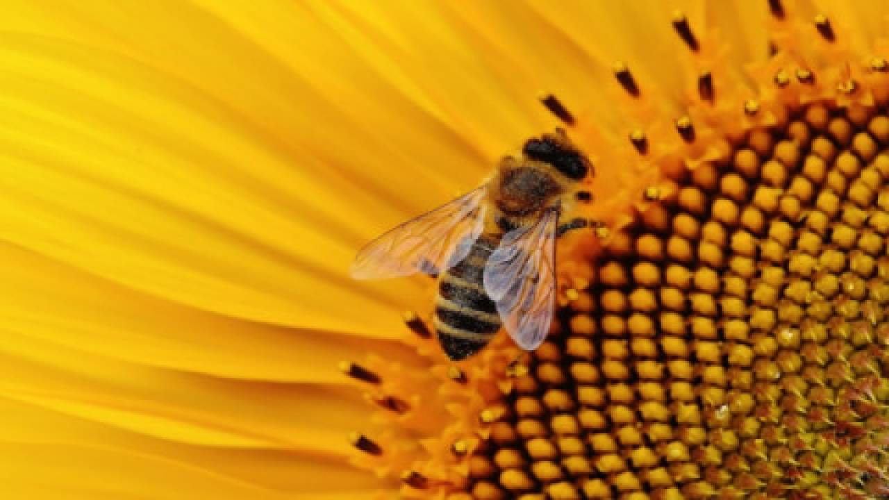pszczoly2706