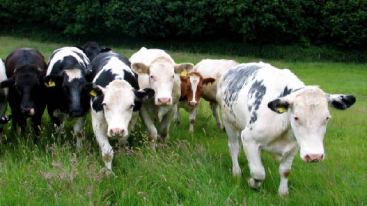 Wielkopolska: 160 krów uśpionych z powodu gruźlicy