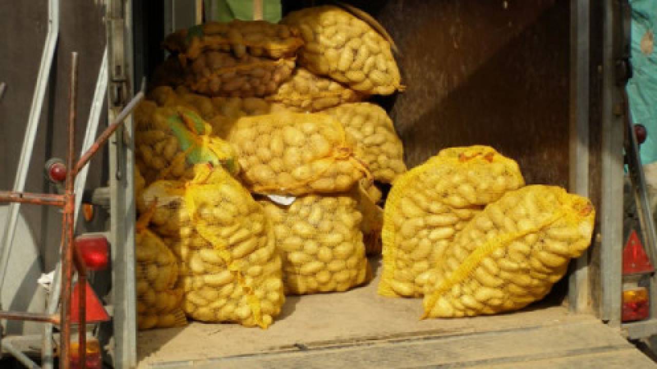 IERGŻ: Susza spowoduje wzrost cen ziemniaków