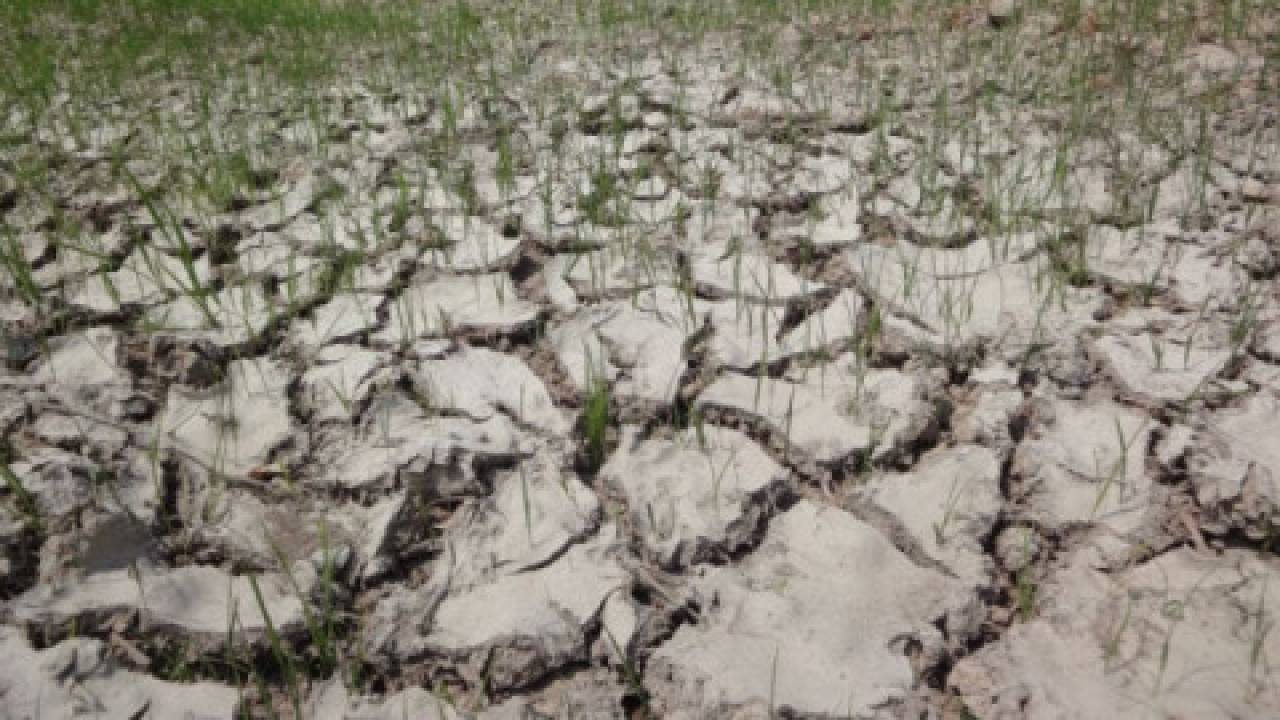 Izby Rolnicze zgłaszają wątpliwości w związku z szacowaniem szkód po suszy